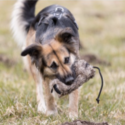 Trixie Trnings Dummy  6 x 20 cm.